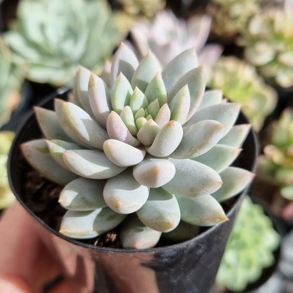 Echeveria 'Estrella'