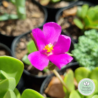 Anacampseros rufescens