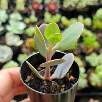 Kalanchoe grandiflora (50mm pot)