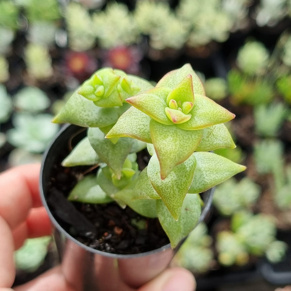 Crassula perforata (50mm pot)