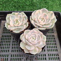 Echeveria 'Blue Surprise' aka 'Andrew's Choice' variegated (limit x1 per order)