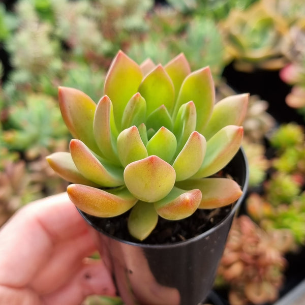 Sedum/Graptosedum Unknown ID (50mm pot)