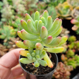 Sedum pachyphyllum ‘Blue Jelly Beans’ (50mm pot)