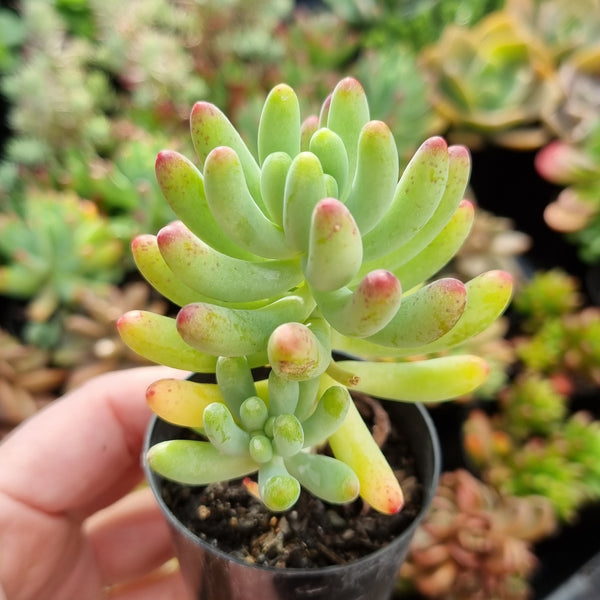 Sedum pachyphyllum ‘Blue Jelly Beans’ (50mm pot)