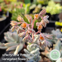 Pachyveria 'Powder Puff' variegated (limit x1 per order)