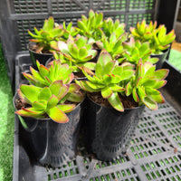 Crassula rubricaulis
