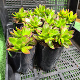 Crassula rubricaulis