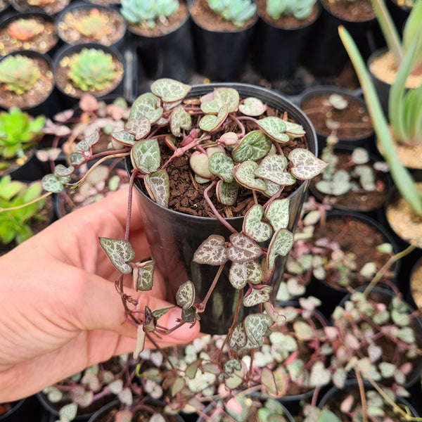 Ceropegia woodii 'Chain of Hearts' (limit x3 per order)