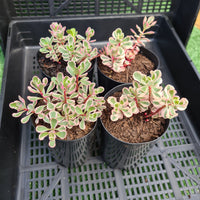 Sedum spurium tricolor