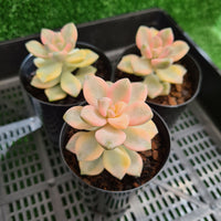 Graptopetalum paraguayense ssp. bernalense variegated (limit x2 per order)