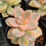 Graptopetalum paraguayense ssp. bernalense variegated (limit x2 per order)