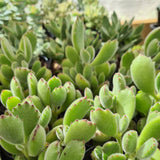 Cotyledon tomentosa ‘Bear's Paw’