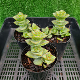 Crassula perforata giant form