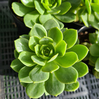 Sedeveria 'Green Rose'