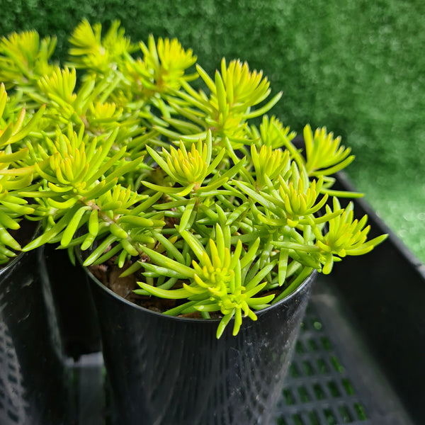 Sedum mexicanum 'Gold'