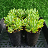 Sedum pachyphyllum ‘Blue Jelly Beans’