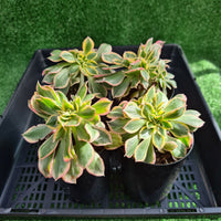 Aeonium ‘Sunburst’ crested