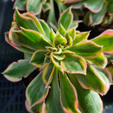 Aeonium ‘Sunburst’ crested