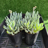 Senecio ‘Dwarf Blue Chalksticks’ CLUSTER