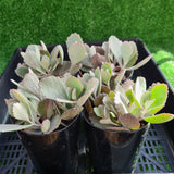 Kalanchoe pumila