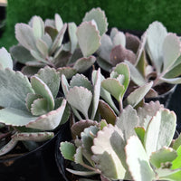 Kalanchoe pumila