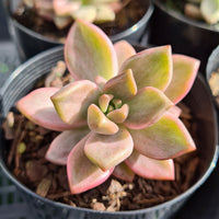 Graptosedum 'Bronze Delight' variegated (limit x1 per order)