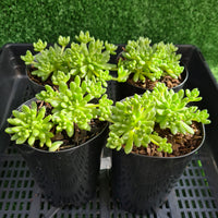 Sedum hirsutum ssp baeticum