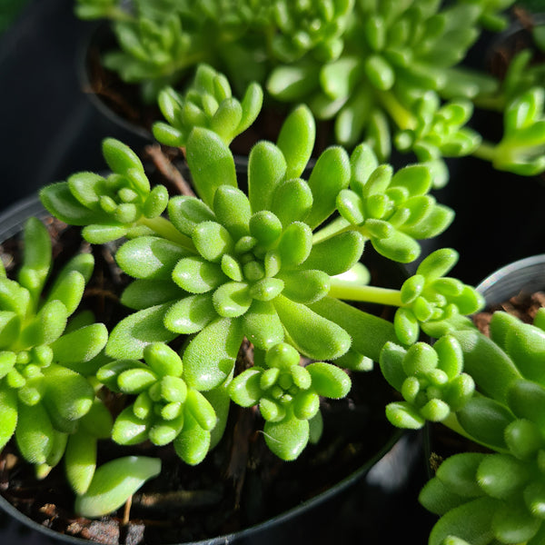 Sedum hirsutum ssp baeticum