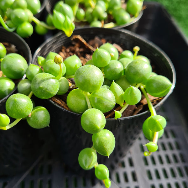 Curio rowleyanus 'String of Pearls' Giant form