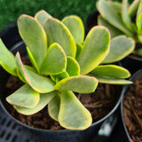 Crassula platyphylla variegata