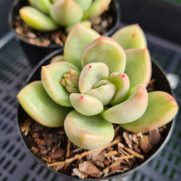 Graptoveria 'Avocado Cream'