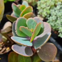 Kalanchoe grandiflora