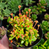 Crassula pubescens ssp. radicans