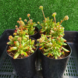 Crassula pubescens ssp. radicans