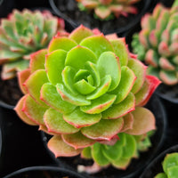 Sedeveria 'Green Rose'