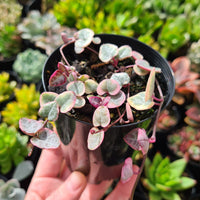 Ceropegia woodii 'Variegated Chain of Hearts' (limit x2 per order)