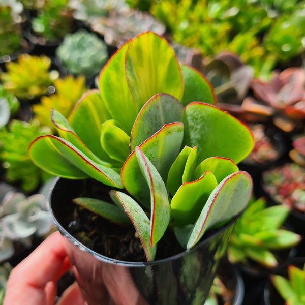 Crassula 'Bluebird' (slight variegation)