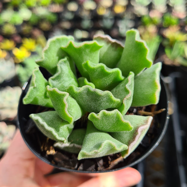 Adromischus cristatus