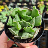 Adromischus cristatus