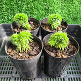 Sedum reflexum cristatum 'Brain Sedum'