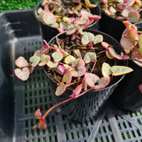 Ceropegia woodii 'Variegated Chain of Hearts' (limit x2 per order)