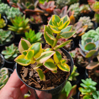 Crassula sarmentosa variegata