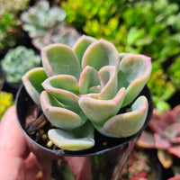 Pachyveria 'Orpet'