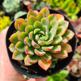 Sedeveria 'Darley Dale'