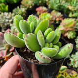 Cotyledon tomentosa ‘Bear's Paw’