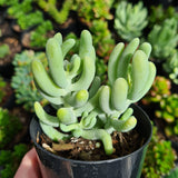 Sedum allantoides