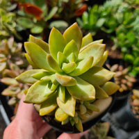 Graptosedum ‘Pat's Pink’