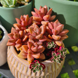 Graptosedum 'Bronze Delight' variegated (limit x1 per order)