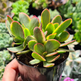 Crassula platyphylla variegata