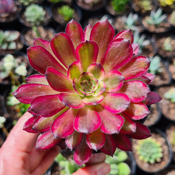 Aeonium 'Mardi Gras' (limit x2 per order)